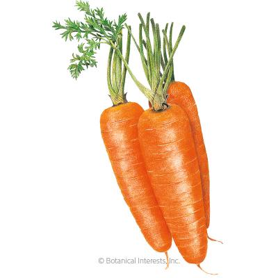 Carrot Asian Kuroda