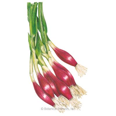 Onion Bunching Italian Red