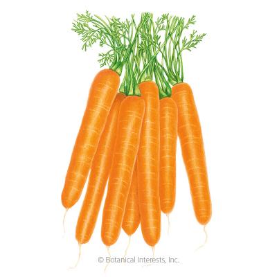 Carrot Scarlet Nantes