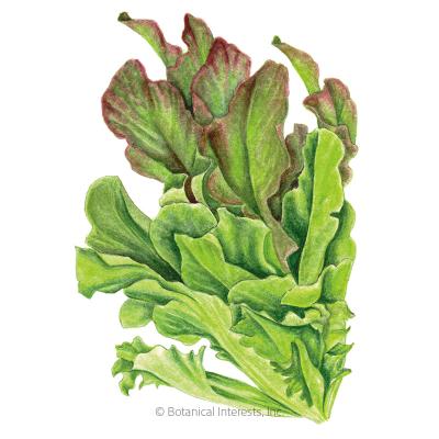Lettuce Leaf Salad Bowl Blend