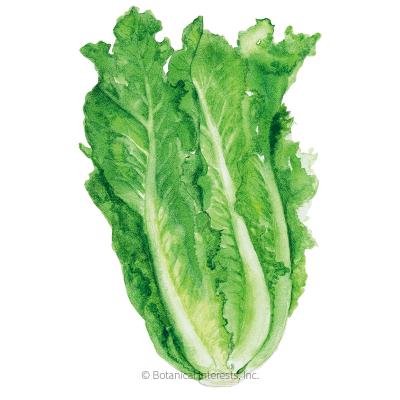 Lettuce Romaine Parris Island