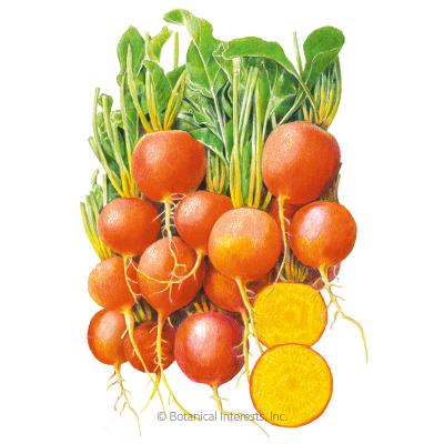 Beet (gold) Touchstone Gold