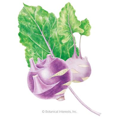 Kohlrabi Purple Vienna Org