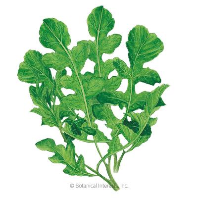 Arugula Rocket