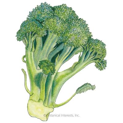 Broccoli Di Cicco Org