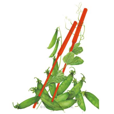 Pea Snow Oregon Sugar Pod Org