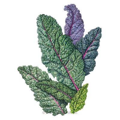 Kale Dazzling Blue