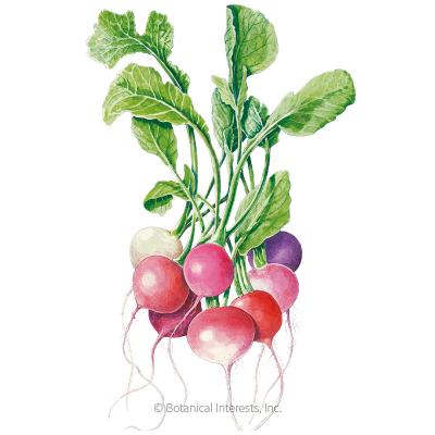 Radish Easter Egg Blend Org