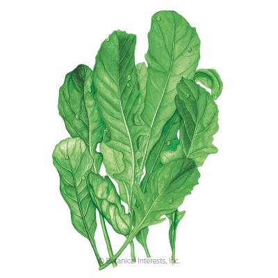 Arugula Rocket Astro