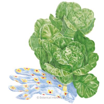 Lettuce Romaine Little Gem
