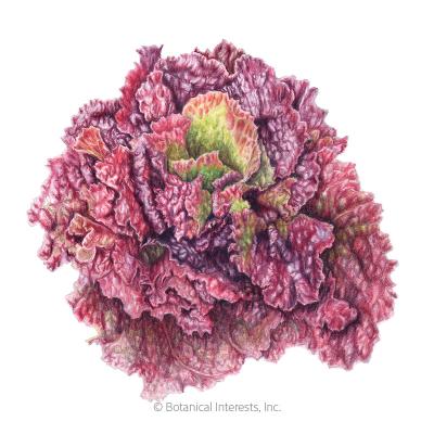 Lettuce Leaf Red Sails