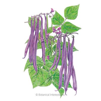 Bean Bush Royal Burgundy Org