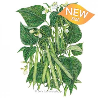 Bean Bush (green) Jade Org