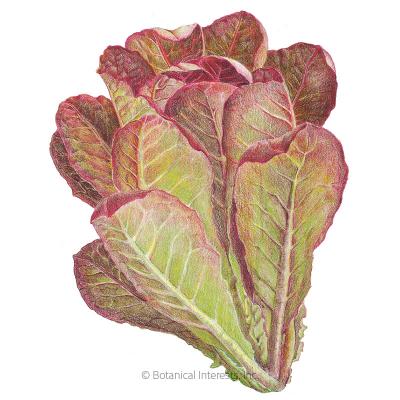 Lettuce Romaine Rouge d'Hiver