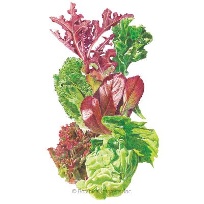 Lettuce Mesclun Grmt Baby