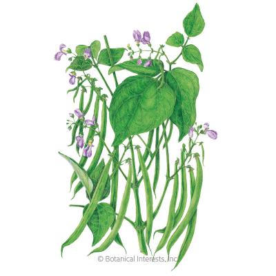 Bean Bush Blue Lake 274 Organic