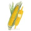 Corn Swt (yellow) True Gold Org