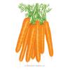 Carrot Scarlet Nantes