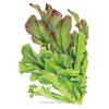 Lettuce Leaf Salad Bowl Blend