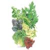 Lettuce Mesclun Chef's Medley