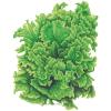 Lettuce Leaf Black Sd Simpson
