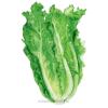 Lettuce Romaine Parris Island