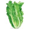 Lettuce Romaine Parris Island Or