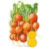 Beet (gold) Touchstone Gold