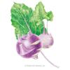 Kohlrabi Purple Vienna Org