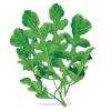 Arugula Rocket