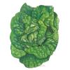 Lettuce Butterhead Buttrcrnch