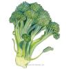 Broccoli Di Cicco Org