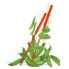 Pea Snow Oregon Sugar Pod Org