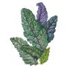 Kale Dazzling Blue
