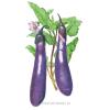 Eggplant Long Purple Org