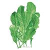 Arugula Rocket Astro