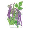 Bean Bush Royal Burgundy Org