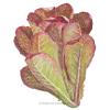 Lettuce Romaine Rouge d'Hiver