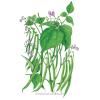 Bean Bush Blue Lake 274 Organic