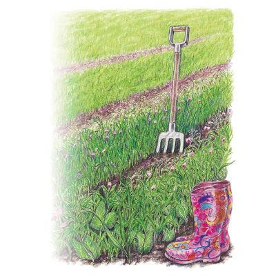 Cover Crop SoilBuildrPea/Oat