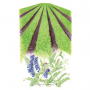 Cover Crop Hairy Vetch