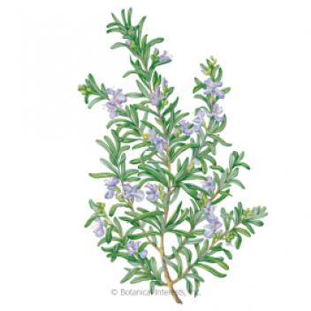 Rosemary