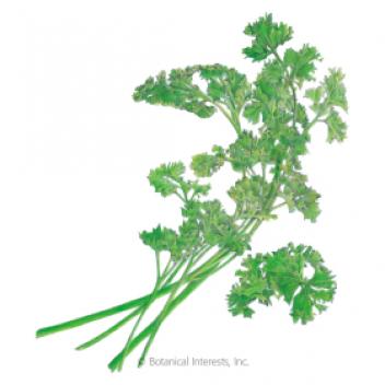 Parsley Moss Curled