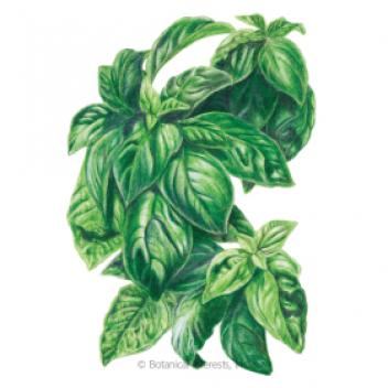 Basil Italian Genovese Org