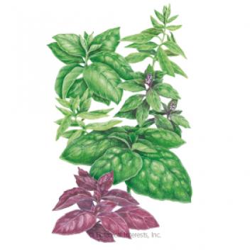 Basil Six Basil Blend Org