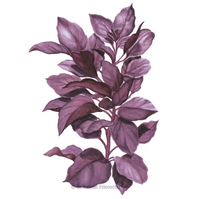 Basil Purple Petra Org
