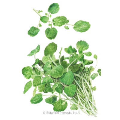 Watercress Org