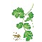 Cilantro / Coriander Santo