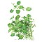 Watercress Org